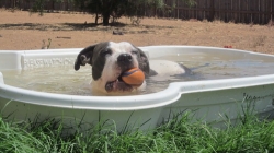 Bazén pro psa 