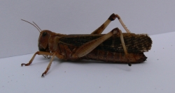Saranče stěhovavé (Locusta migratoria) 