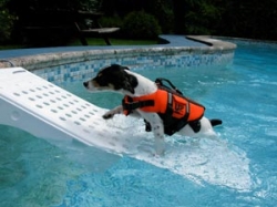 Rampa pro psy do bazénu