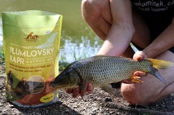 Plumlovský kapr MOŘSKÝ ZABIJÁK 1,5kg - i na dravce, jesetery, úhoře!