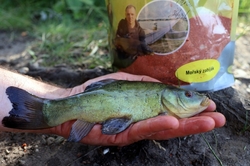 Plumlovský kapr MOŘSKÝ ZABIJÁK 1,5kg - i na dravce, jesetery, úhoře!