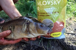 Plumlovský kapr MOŘSKÝ ZABIJÁK 1,5kg - i na dravce, jesetery, úhoře!