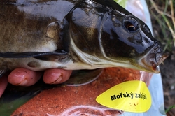 Plumlovský kapr MOŘSKÝ ZABIJÁK 1,5kg - i na dravce, jesetery, úhoře!