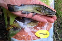 Plumlovský kapr MOŘSKÝ ZABIJÁK 1,5kg - i na dravce, jesetery, úhoře!