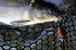 Plumlovský kapr MOŘSKÝ ZABIJÁK 1,5kg - i na dravce, jesetery, úhoře!