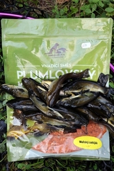 Plumlovský kapr MOŘSKÝ ZABIJÁK 1,5kg - i na dravce, jesetery, úhoře!