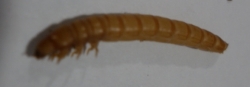 Moučný červ