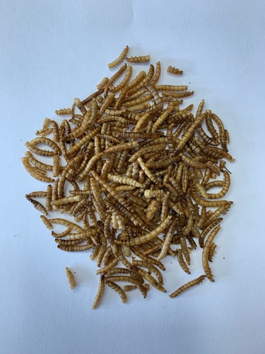 Sušený moučný červ 300 ml - 50g